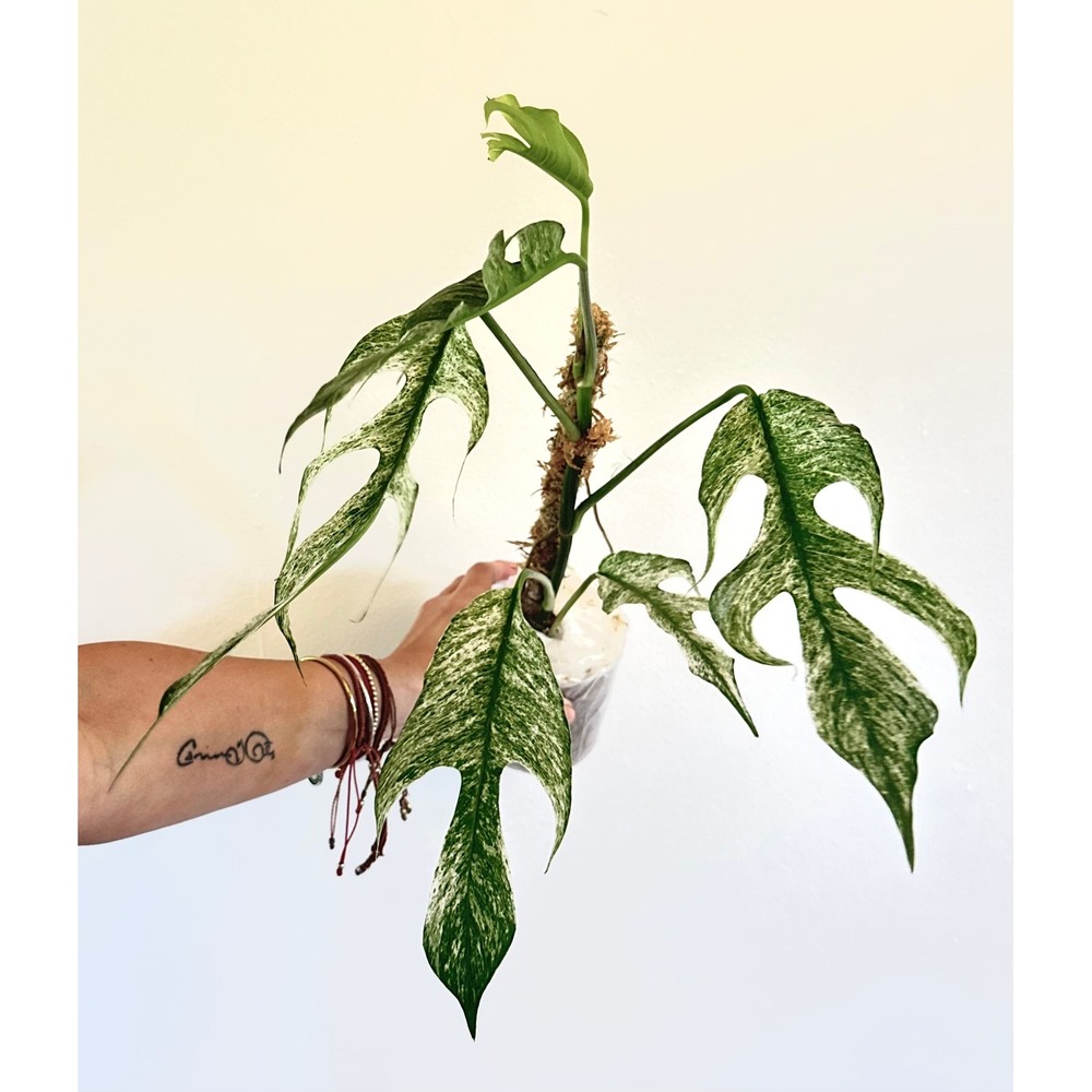 MONSTERA Devil Monster Variegated Live Plant Ultra Rare Fenestrated Aroid 5x18